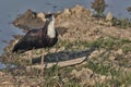 Woolly-Necked Stork or white-necked stork Ciconia episcopus.
